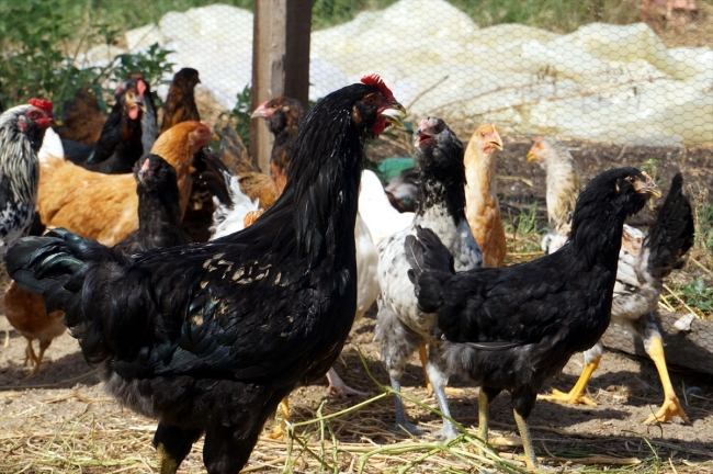 Mavi yumurtaya talep artıyor